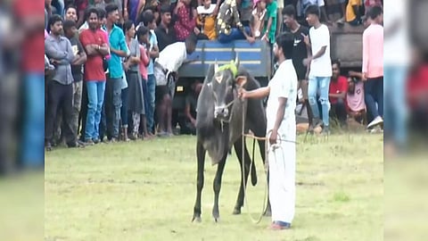 Jallikattu festival begins in Sri Lanka's Trincomalee (Photo/ANI)