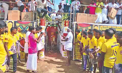 Jallikattu event at Sampoor in Trincomalee, Sri Lanka on Saturday