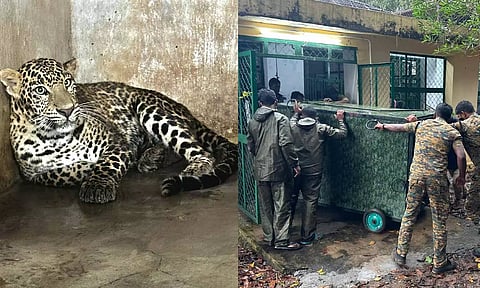 Leopard brought to the rescue and rehabilitation center in Arignar Anna Zoological Park in Vandalur