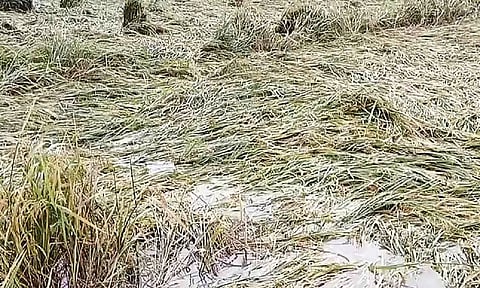 Paddy field waterlogged in Mayiladuthurai on Monday