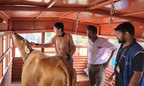 GCC commissioner J Radhakrishnan with an impounded stray cattle