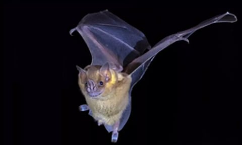 Representative image (Photo: IANS)