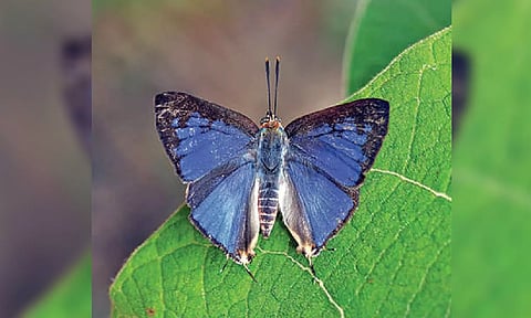 New species of Silver Line butterfly named Cigaritis Meghamalaiensis