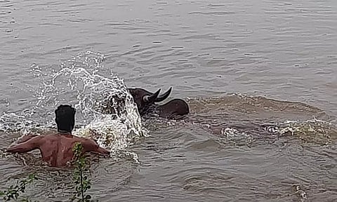 A bull swims in Madakulam kanmoi as part of training in Madurai ahead of jallikattu