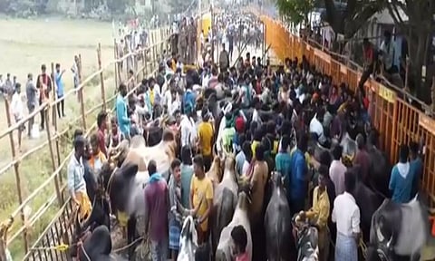 Jallikattu commences in Tamil Nadu's Madurai (ANI)