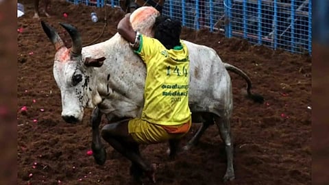 Avaniyapuram Jallikattu competition (Photo/IANS)