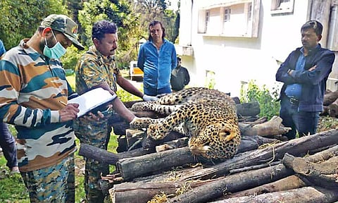 A captured leopard sedated by forest officials