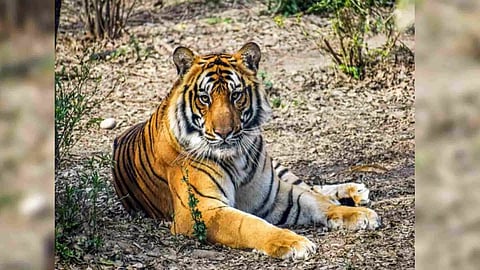 Representative Image (ANI)