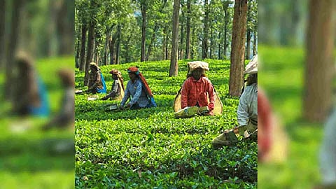 Representative Image (Photo/IANS)