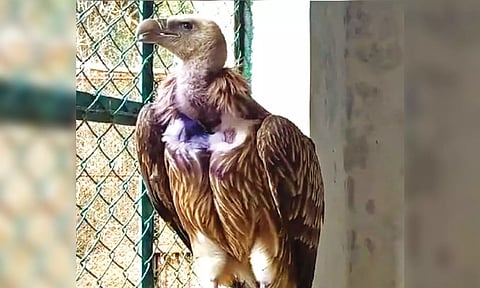 One of the vultures that was brought to the zoo