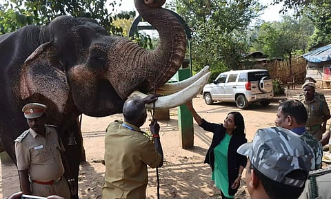 Additional Chief Secretary Supriya Sahu feeds a camp elephant in Anaimalai Tiger Reserve