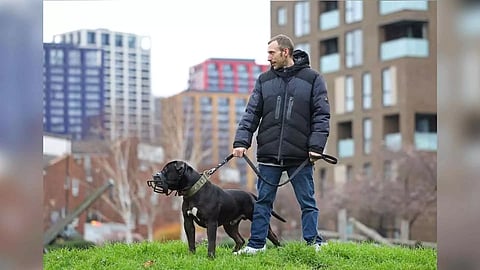 Dog owner Terry Wigzell takes his muzzled XL Bully 'Duke' for a walk (Reuters)