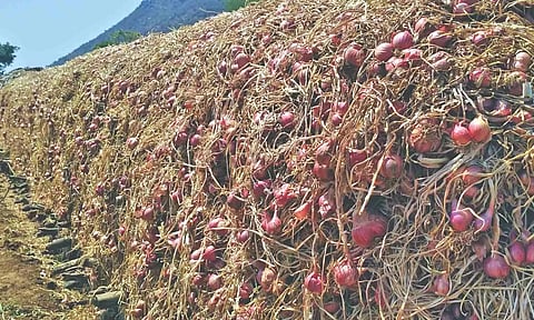 Harvested shallots at Perambalur