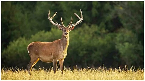 Representative Image