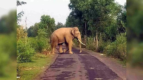 Representative image (Photo/ANI)