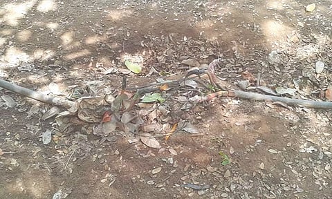 The exposed underground cable next to the basketball court that electrocuted the 11-year-old boy in city