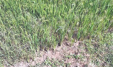 Paddy withering in tail-end regions of Delta due to water scarcity