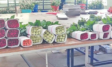 Rose exports on downward slide this ‘V’ Day season