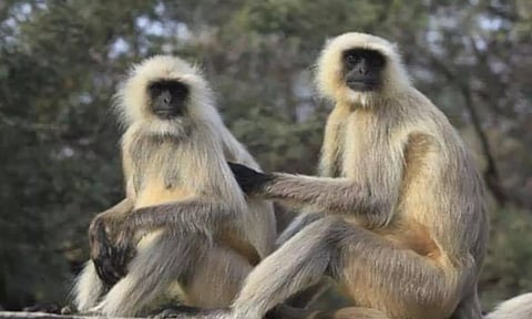 The two escaped Hanuman Langurs.