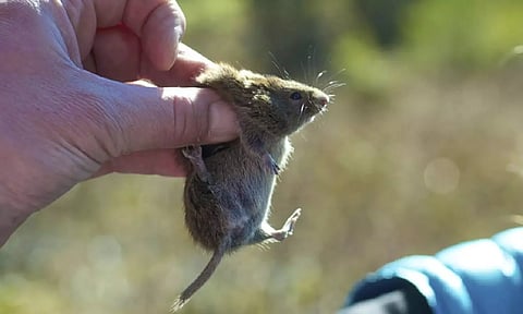 A red-backed vole is held during a survey of plant and animal life in Juneau, Alaska.