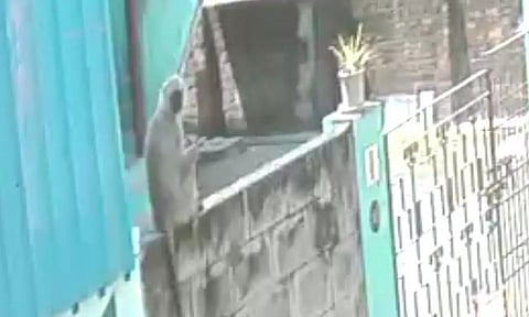 One of Hanuman langurs sitting on a compound wall in the Otteri residential area.&nbsp;
