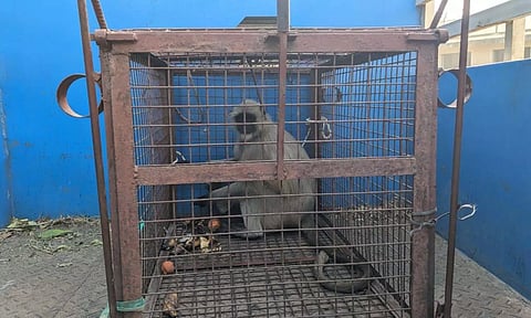 Caught Hanuman Langur