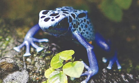 Three studies suggest that the presence of prey may encourage toe-tapping in poison dart frogs