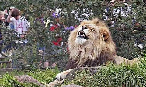 Kovai institute to aid MoEF to mitigate man-animal conflict