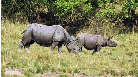 Representative Image (Photo/IANS)