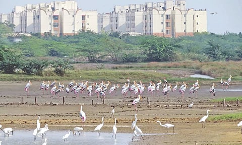 Thousands of birds sighted in the wetlands against the backdrop of high-rise residential complexes that have been mushrooming along the ECR area over the last 10 years (Photo: Justin George)