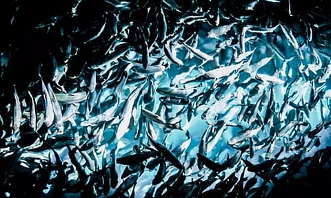 Representative image (ANI)