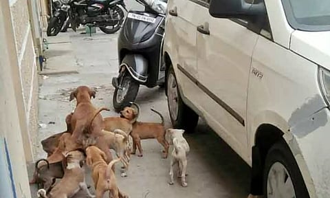 Animal welfare board inspects Blue Cross center