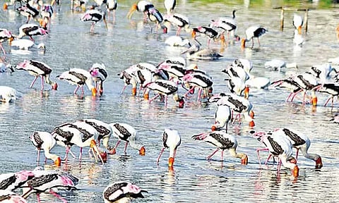 Ennore oil spill: 10 spot-billed rescued pelicans released