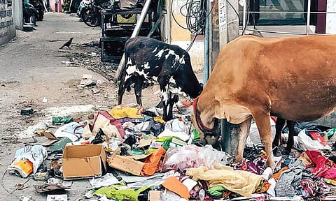 Stray cattle feeding on garbage dumped in the open