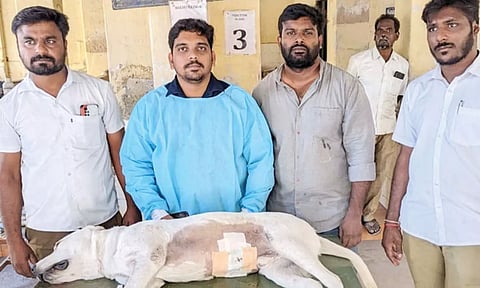 Veterinary doctors with dog