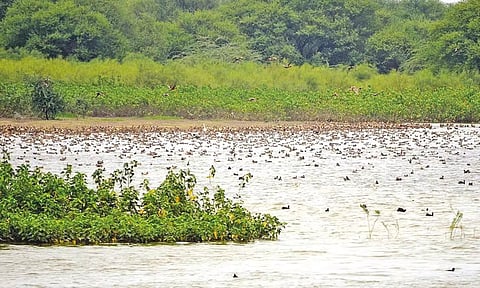 View of Karaivetti bird sanctuary (file photo)