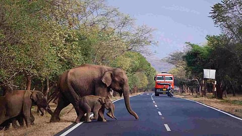 Forest dept unites elephant calf with herd in Sathyamangalam Tiger Reserve