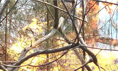 Coonoor forest fire&nbsp;