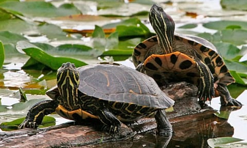 Turtles