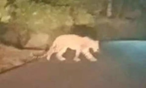 Gudalur villagers demand capture of leopard sighted in residential areas