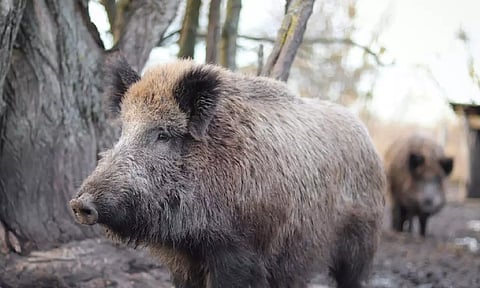 Representative image&nbsp;