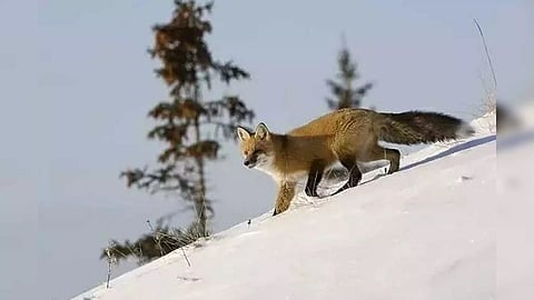 Representative Image