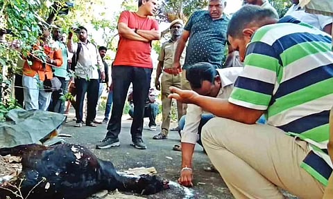 Carcass of a goat killed by the leopard in Mayiladuthurai