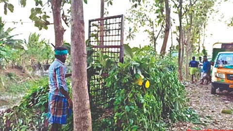 Forest department fixing cage in Nandalaru