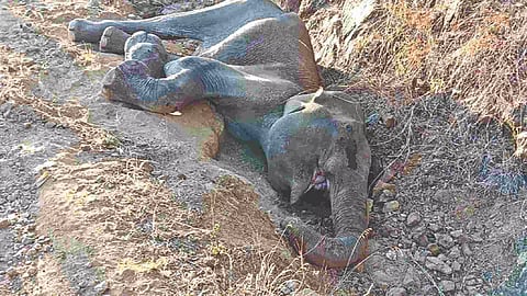 Exhausted elephant which fell into a pit