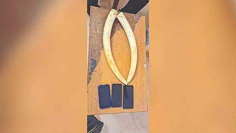 &nbsp;Elephant tusks