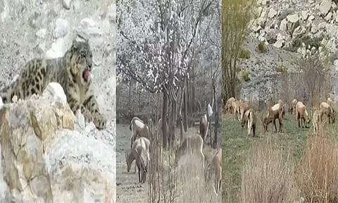 Rise in average temperatures shifts season cycle in Gilgit Baltistan (Pamir Times wildlife)