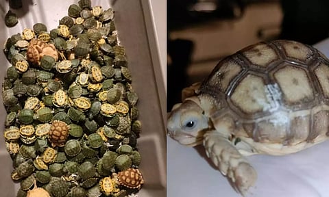 Image of Turtles seized in Chennai airport few months ago&nbsp;&nbsp;