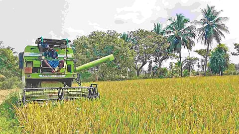 Paddy being harvested in Thanjavur