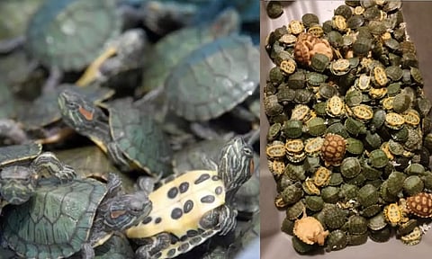Recovered Red-eared sliders from unclaimed baggage